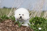 BICHON FRISE 185